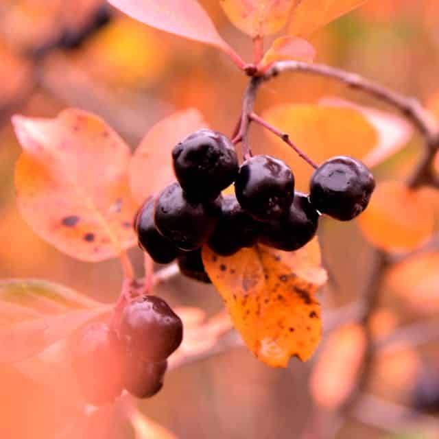aroniabeeren
