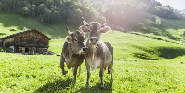 Colostrum von bio Landwirtschaft