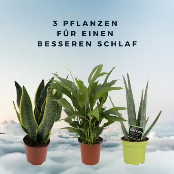 grüne wurzel zimmerpflanzen schlafzimmer